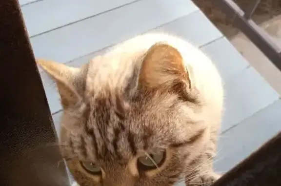 Пропала кошка, Астрахань, 4-я Новослободская