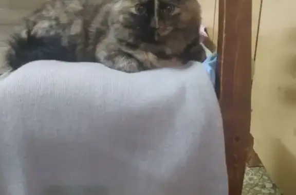 Кошки потеряшки, Кострома, фото: Потеряшка кошка, Восточная ул., Кострома