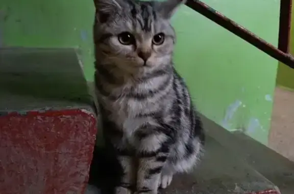 Пропала кошка, пр. Мира 96, Чебоксары