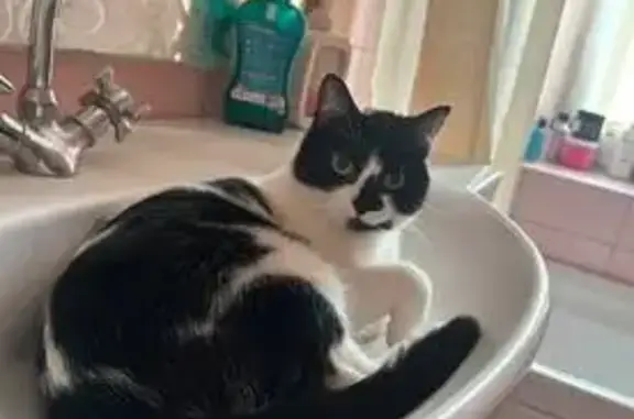 Пропала кошка, Крепостной пер., 104, Ростов