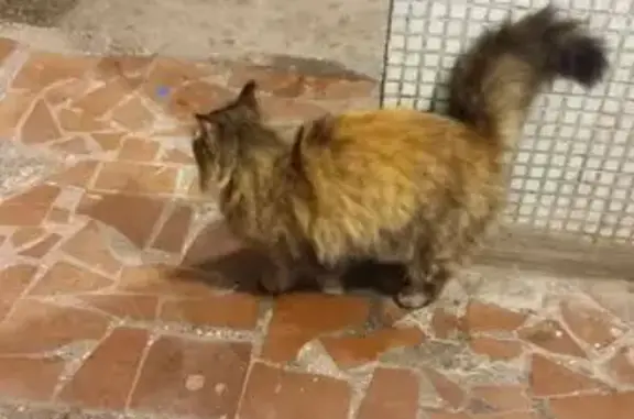 Найдена кошка, , фото: Кошка найдена у 70 лет Октября, 58, Тольятти