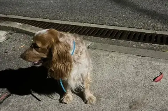 Найдена собака на Ружейной, 40, Сочи