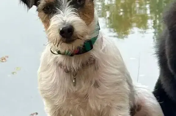 Собаки потеряшки, Санкт-Петербург, фото: Потеряшка собака у Лиговский пр., 44 СПб