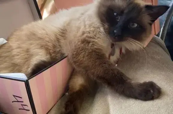 Кошки потеряшки, Московская область, фото: Потеряшка кот Марс, 5-я линия, участок 248