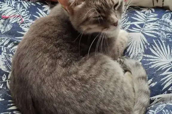 Кошки потеряшки, Минеральные Воды, фото: Потеряшка кошка, ул. Свободы, Мин. Воды