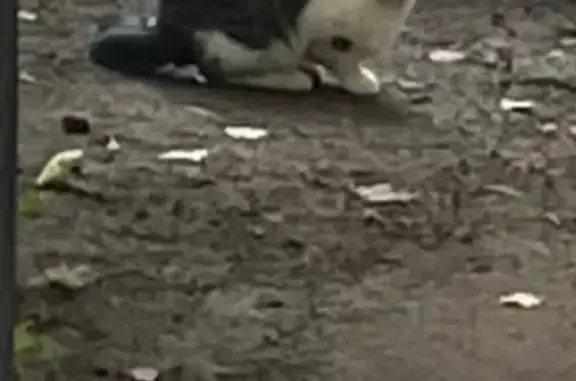 Найдена кошка, Санкт-Петербург, фото: Кошка найдена, ул. Кораблестроителей, 20 к1