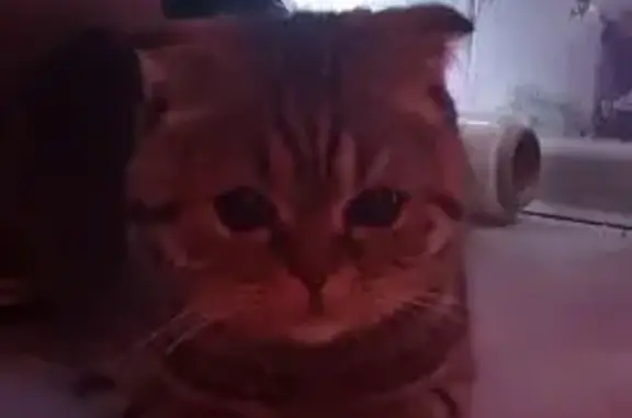 Найденные животные Петрозаводск, фото: Кошка найдена: ул. Короленко, 35, Птз.