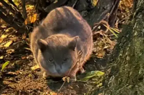 Найдена кошка, Санкт-Петербург, фото: Найдена кошка, Полюстровский пр., СПб