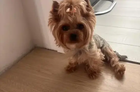 Собаки потеряшки, Верхняя Пышма, фото: Потеряшка собака, ул. Горняков, 25, В. Пышма