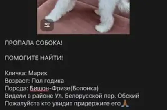 Пропала собака, ул. Капустина, 20, Ростов-на-Дону