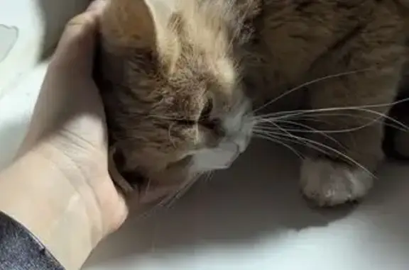 Найдена кошка, Великий Устюг, фото: Найдена рыжая кошка на ул. Пионерская, 21Б