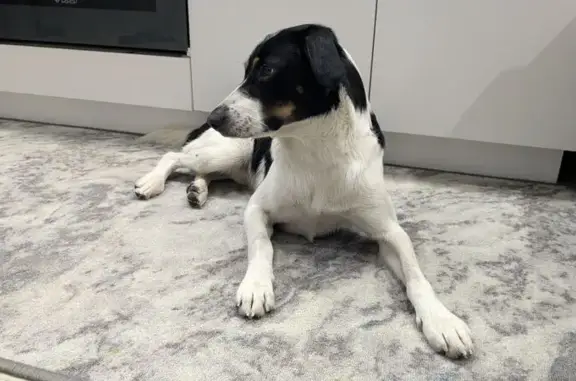 Найдена собака, Нижний Новгород, фото: Собака найдена на проспекте 70 лет Октября