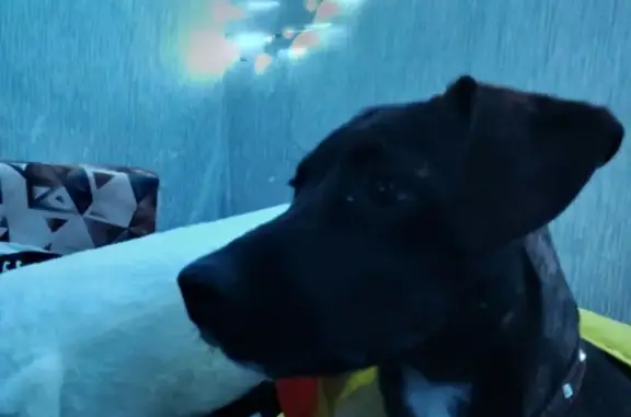 Собаки потеряшки, Билимбай, фото: Потеряшка собака на ул. Металлистов, 38