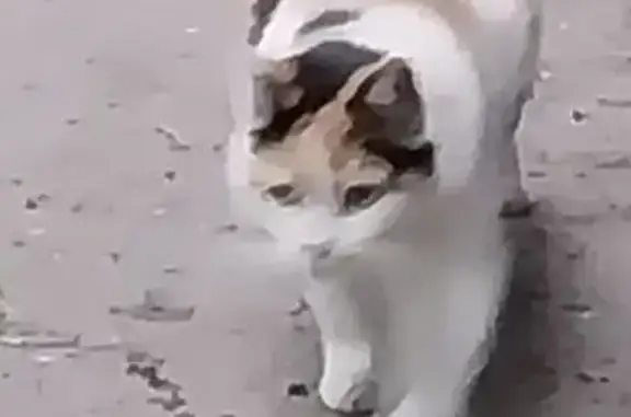 Пропала кошка, СПб, дворовая, 10 лет