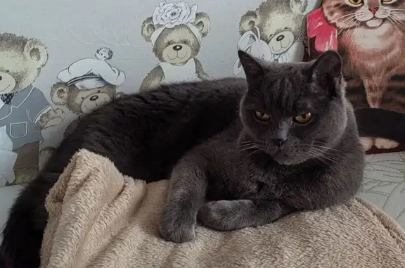 Кошки потеряшки, Репниково, фото: Потеряшка серый британец, СНТ Химик-2, Репниково