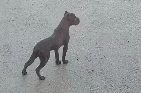 Найденные животные Новосибирск, фото: Собака найдена: Волочаевская 64А, Новосибирск