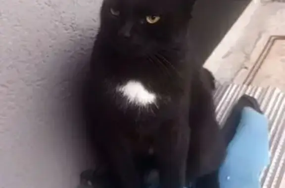 Кошки потеряшки, Калининградская область, фото: Потеряшка кот в СНТ Чайка, ул. Заездная