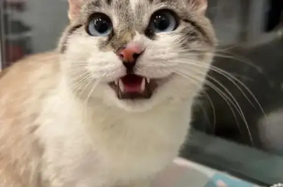 Найдена кошка, ул. Чехова 20, Хабаровск