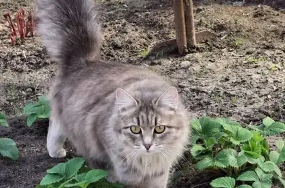 Пропала кошка, ул. Гагарина, Курган