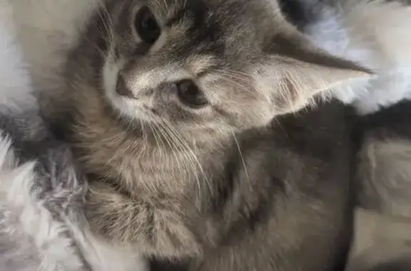 Кошки потеряшки, Домодедово, фото: Потеряшка кошка, Рабочая ул. 45, Домодедово