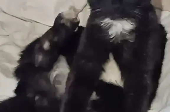 Кошки потеряшки, Бронницы, фото: Потеряшка кошка, Советская ул. 115, Бронницы