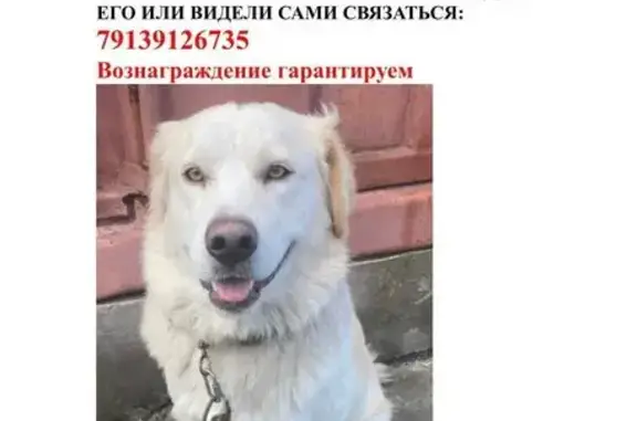 Собаки потеряшки, Новосибирск, фото: Потеряшка собака, Инская ул. 21, Новосибирск