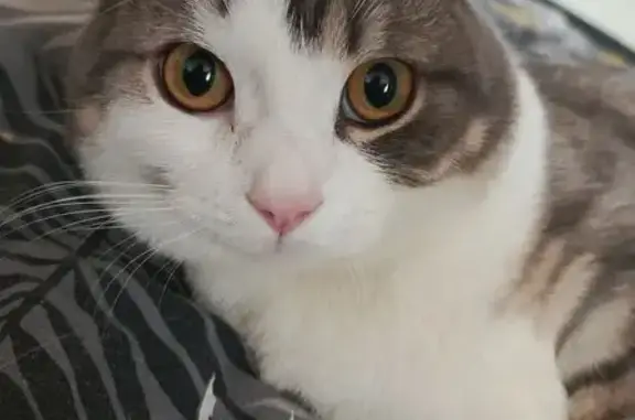 Кошки потеряшки, Иркутск, фото: Потеряшка кошка, ул. Дек. Событий, 84, Иркутск