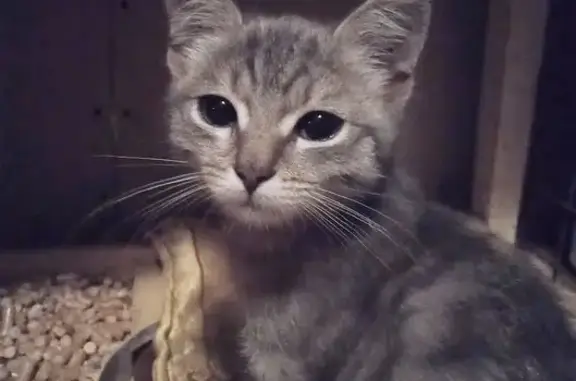 Найдена кошка, Омск, фото: Котенок найден: 24-й тупик Рабочей, Омск