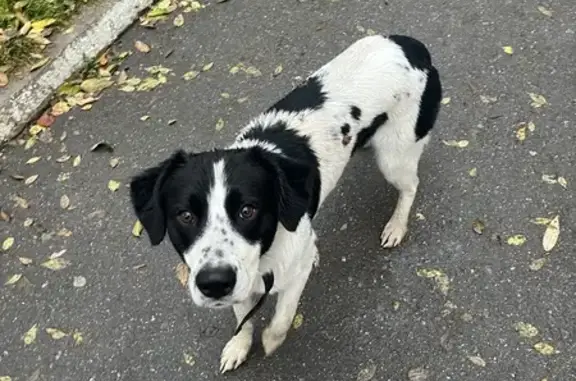 Собака найдена: переулок Мамина, Челябинск