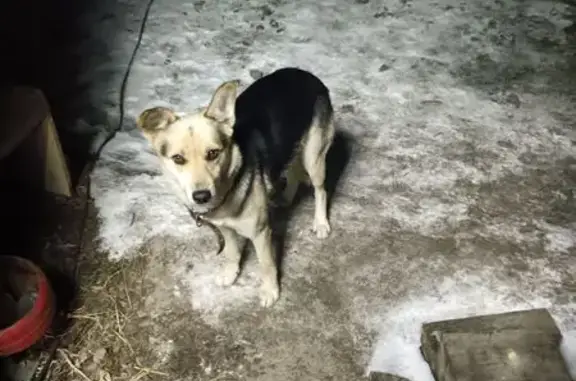 Найдена собака, Хабаровск, фото: Найдена собака, ул. Ворошилова 2А, Хабаровск