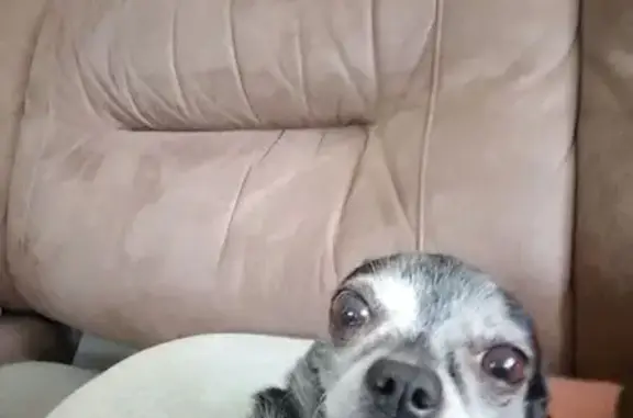 Собаки потеряшки, Северск, фото: Потеряшка собака, Северск, ул. Солнечная