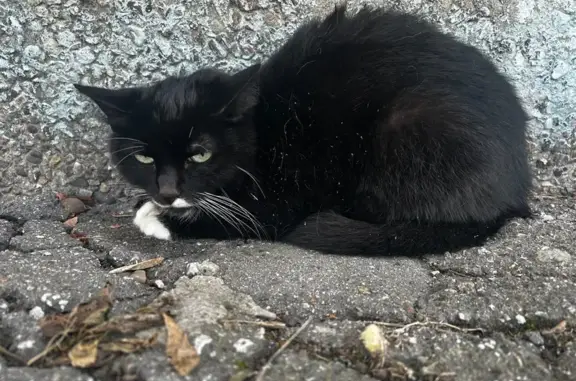 Найдена кошка, Иркутск, фото: Кошка найдена, ул. Мира 103, Иркутск