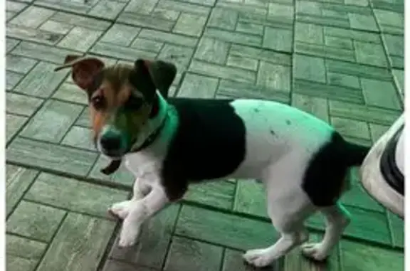 Пропала собака, ул. Островского 1А, Бердск