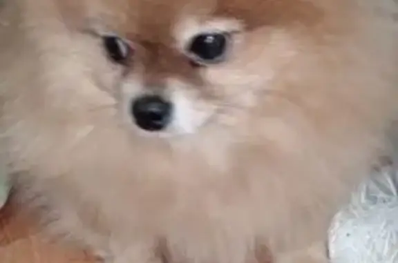 Найдена собака, ул. Кирова, 1, Воронеж