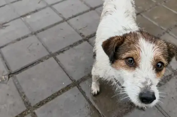 Собака найдена: ул. 64-й Армии, Волгоград