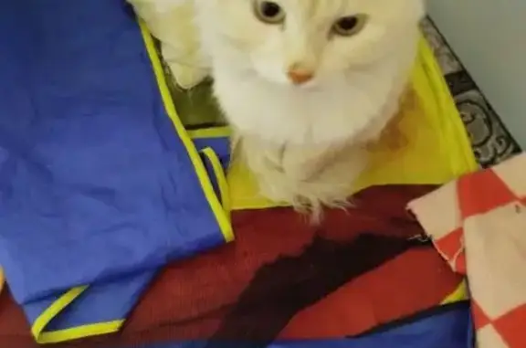 Найдена кошка, Нефтекамск, фото: Найдена кошка, ул. Строителей, 65