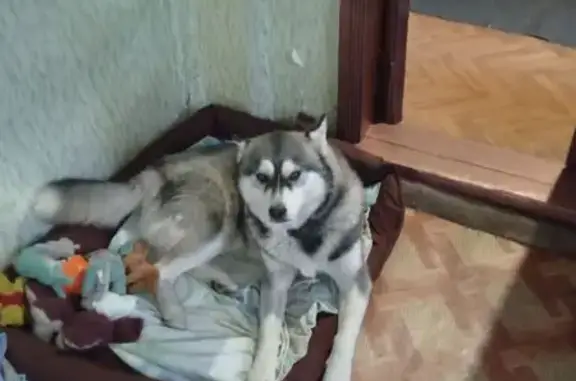 Пропала собака, 1-я ул. Строителя, 38