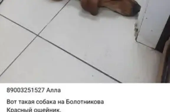 Собака найдена: Казань, Татарстан