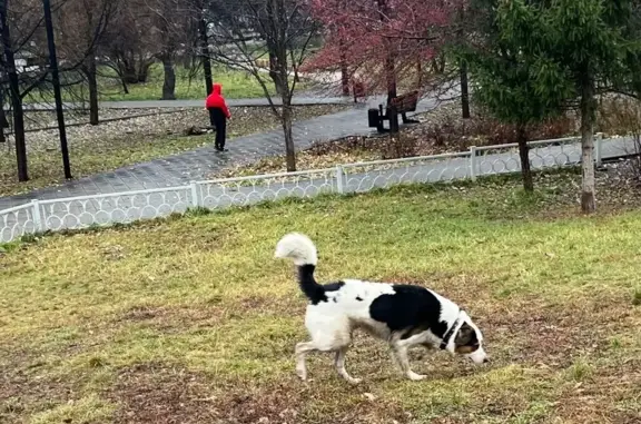 Собака найдена: Пл. Обороны, Екатеринбург