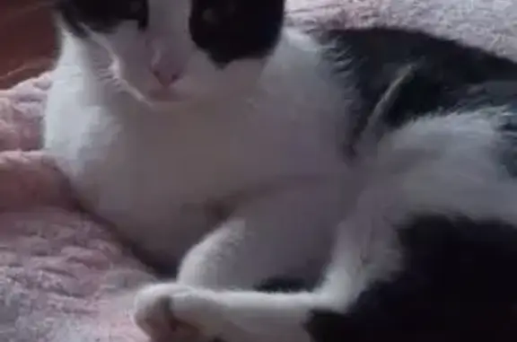 Кошки потеряшки, Воронеж, фото: Потеряшка кошка, Воронеж, Центр. ул, 1