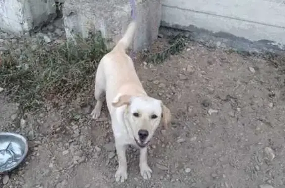 Найдена собака, Чита, фото: Собака найдена на ул. Лазо, Чита