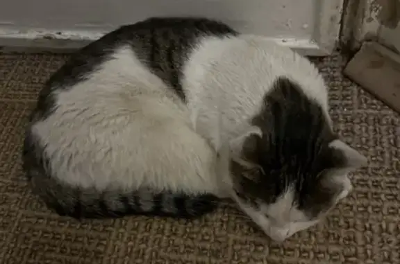 Кошка найдена: Измайловское шоссе, Москва