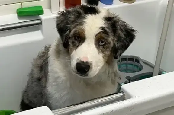 Собаки потеряшки, Каменный Ключ, фото: Потеряшка собака, Центральная ул., Каменный Ключ