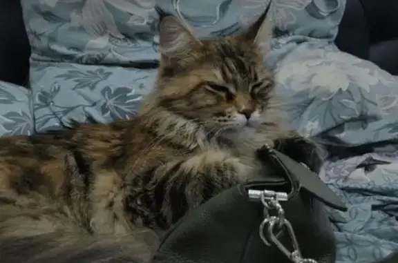 Кошки потеряшки, Южно-Сахалинск, фото: Потеряшка кошка, пр. Мира 284, Южно-Сахалинск