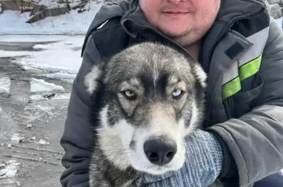 Пропала собака, 2-й пер. Шевцовой, Нск