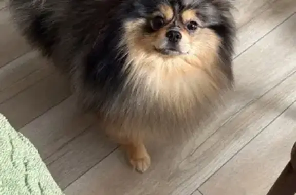 Собаки потеряшки, Калининград, фото: Потеряшка собака, ул. Горького, Калининград