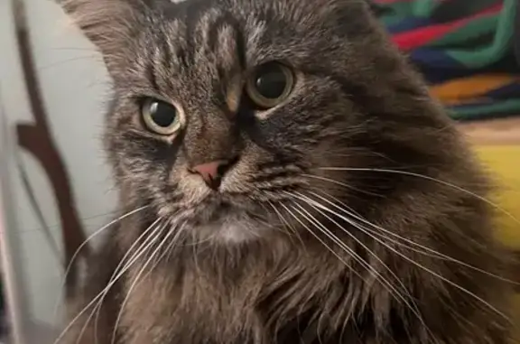 Пропала кошка, 12-13-я линии В.О., 23Б