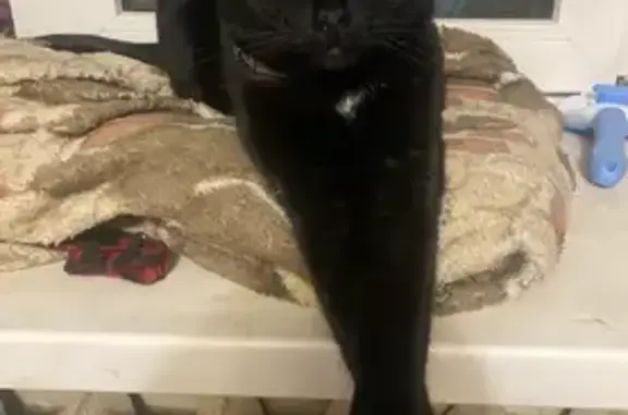 Пропала кошка, 2-я ул. Новосёловка, 1