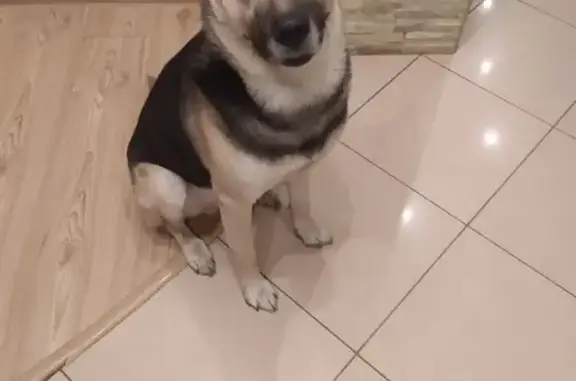 Собака найдена: пр. Маршала Жукова, СПб