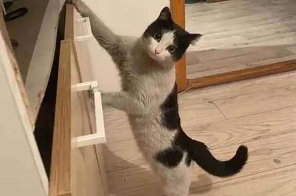 Кошки потеряшки, Кызыл, фото: Потеряшка кошка, Рабочая 324, Кызыл